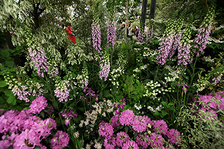 Королевская выставка цветов в Челси озеленение ландшафтный дизайн в СПб Lenobl-Art